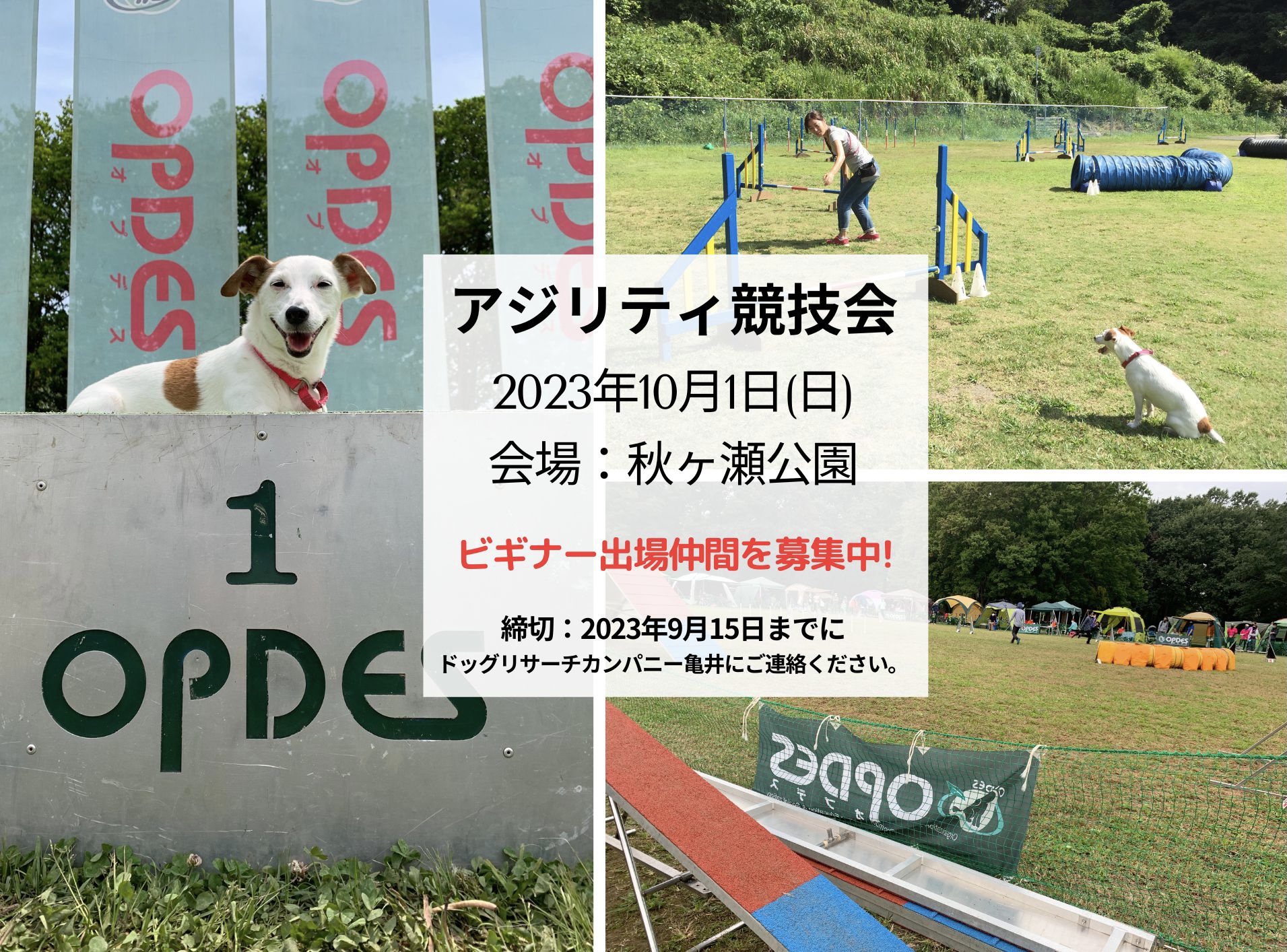 アジリティ競技会にみんなで出てみよう！ ‣ Dog Research Company