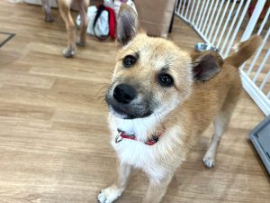 DRC譲渡会参加の犬1