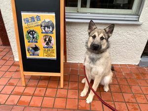 DRC譲渡会参加の犬2