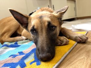 保護犬の生活サポート
