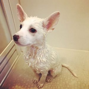 保護犬の生活サポート3