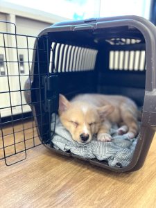 保護犬のトレーニング