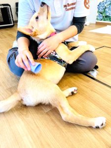 保護犬のトレーニング2