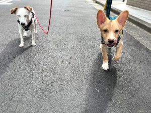 保護犬のトレーニング3