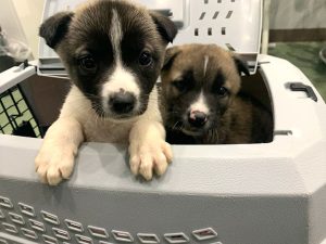 保護犬活動支援