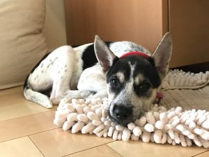 保護犬の社会化