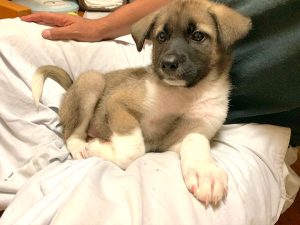 保護犬の社会化4