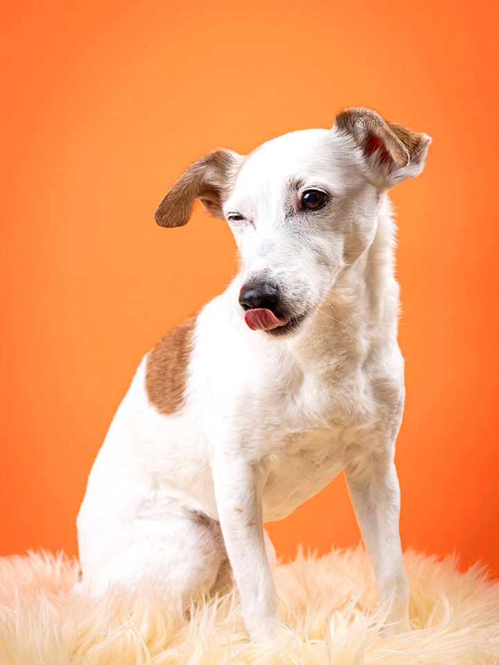 撮影会での撮影写真（タリー/ジャックラッセルテリア）