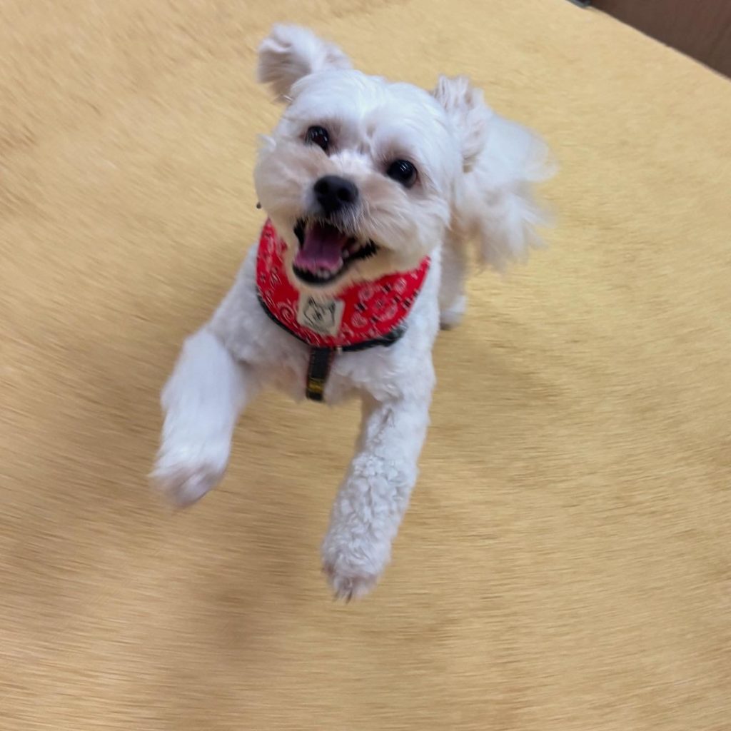 ゴムチップの感触を楽しむワンちゃんの写真①