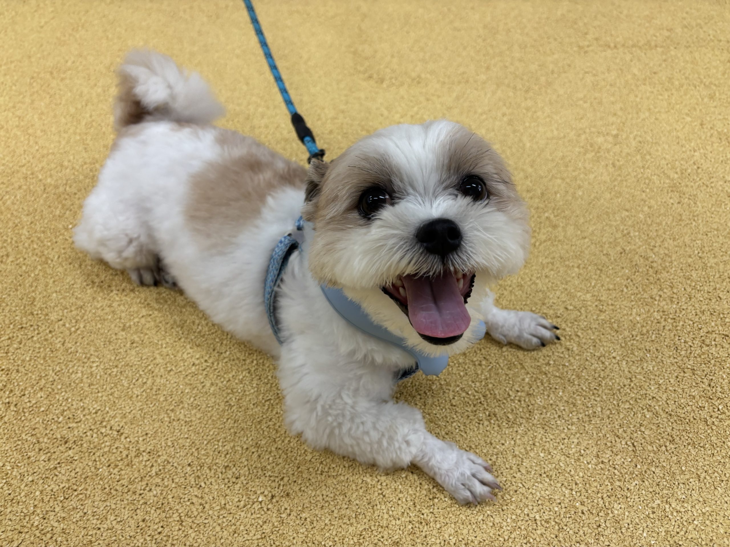 DRC荻窪店でくつろぐワンちゃん③