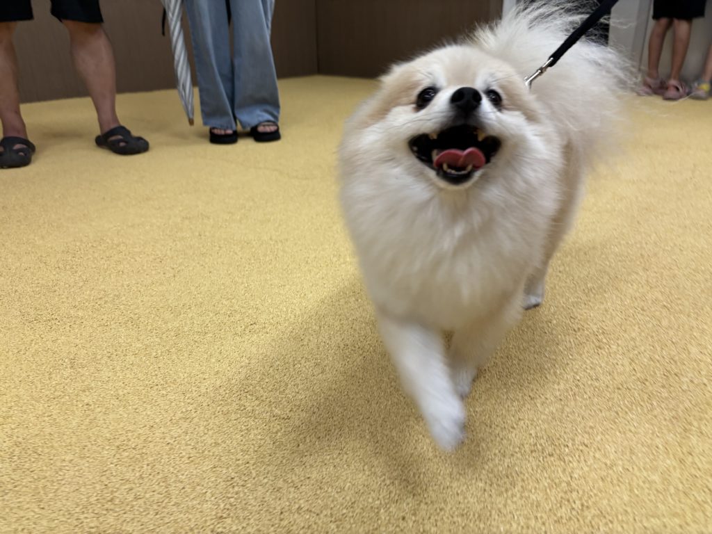 ゴムチップの感触を楽しむワンちゃんの写真①