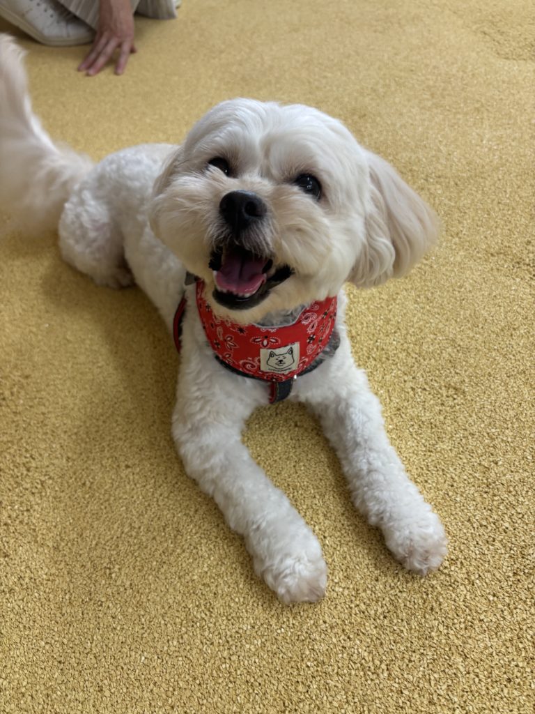 DRC荻窪店でくつろぐワンちゃん②