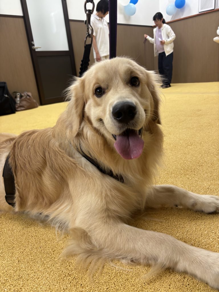 DRC荻窪店でくつろぐワンちゃん①