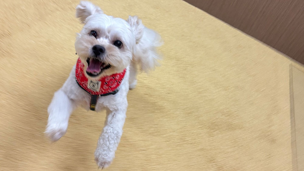 足腰にやさしいゴムチップで快適に走り回ったりおともだちと遊んだりできます。