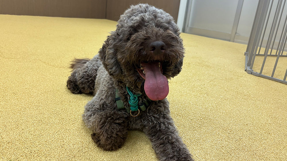 クッション性があるのでゆっくり休むことができます。