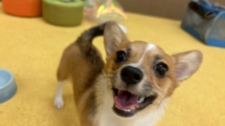 犬の保育園2025年9月の様子