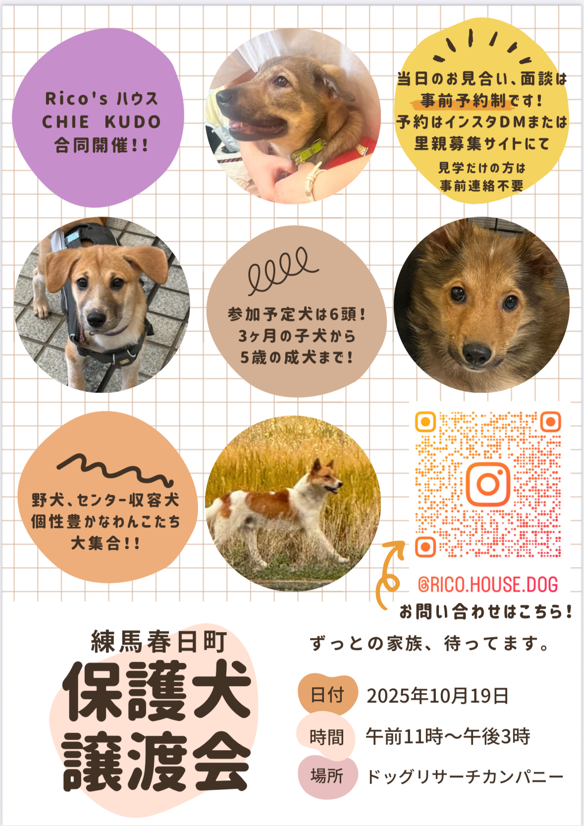 保護犬譲渡会を練馬春日町店で開催 ‣ Dog Research Company