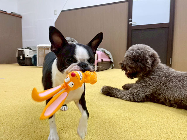 自由に遊ぶ犬の写真