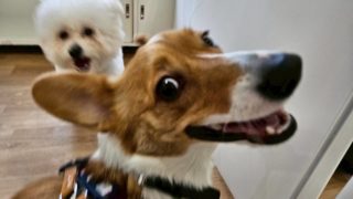 犬の保育園練馬春日町店2025年11月