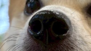 犬の保育園「ノーズワークDAY」とは？