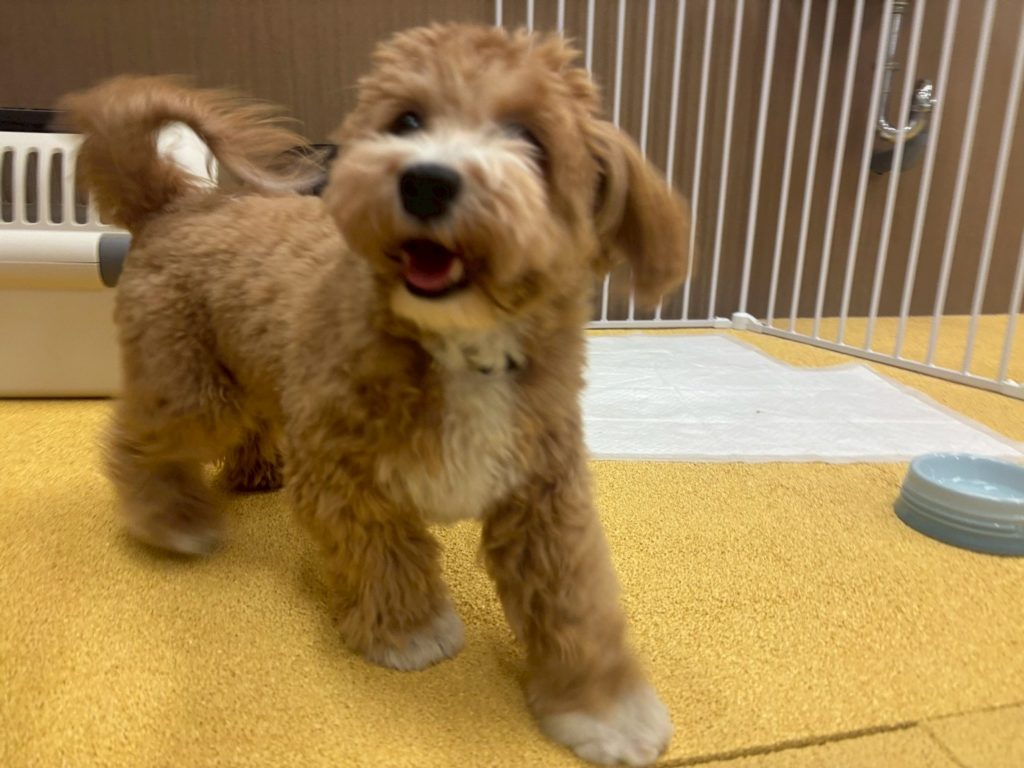 荻窪店のパピーたち