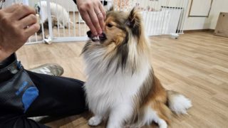 犬の保育園「お手入れDAY」とは？