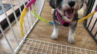 犬の保育園「アスレチックDAY 」とは？