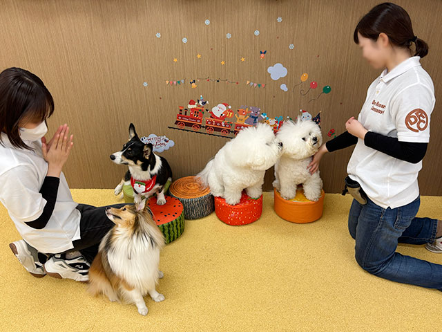 ドッグトレーナーのトレーニングを受けている犬の写真