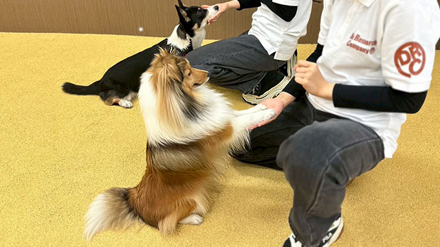 現役ドッグトレーナーと一緒にトレーニング実践