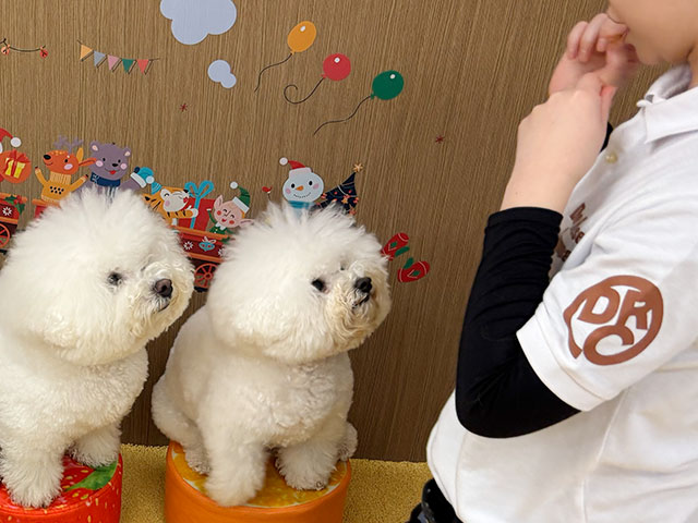 ドッグトレーナーの写真