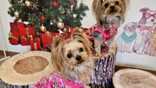 犬の保育園練馬春日町店2025年12月の様子