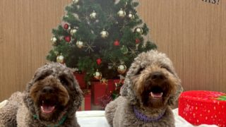 犬の保育園荻窪店2025年12月の様子