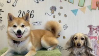 犬の保育園練馬春日店2026年1月の様子