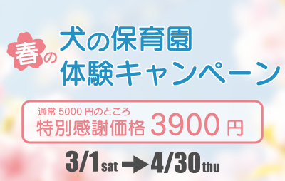 2026年春の犬の保育園体験キャンペーン