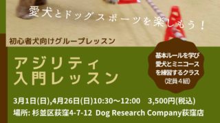 アジリティ入門レッスン2026年3月4月