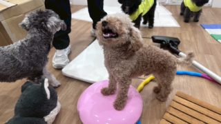 犬の保育園練馬春日町店2026年2月の様子