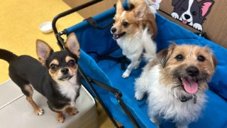 犬の保育園荻窪店2026年2月の様子