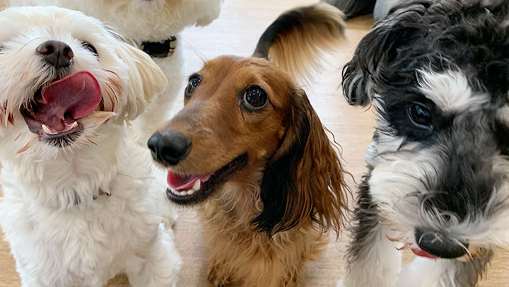 3匹の笑顔の犬の写真