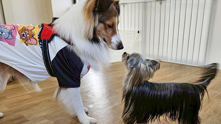 ご挨拶している犬の写真