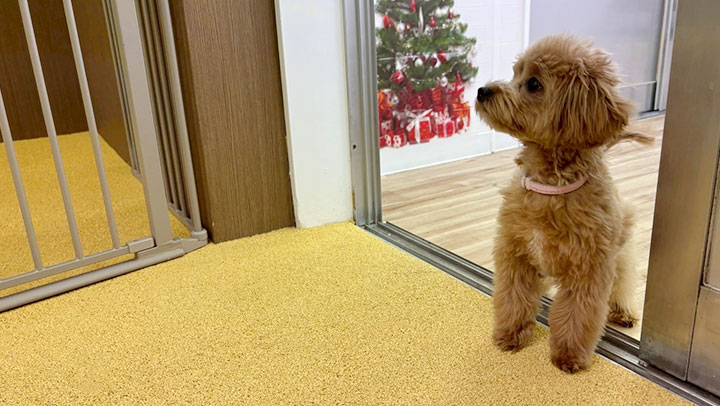 不安そうな子犬の写真