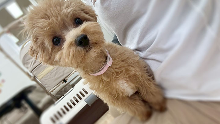 緊張気味でスタッフの膝に避難する子犬