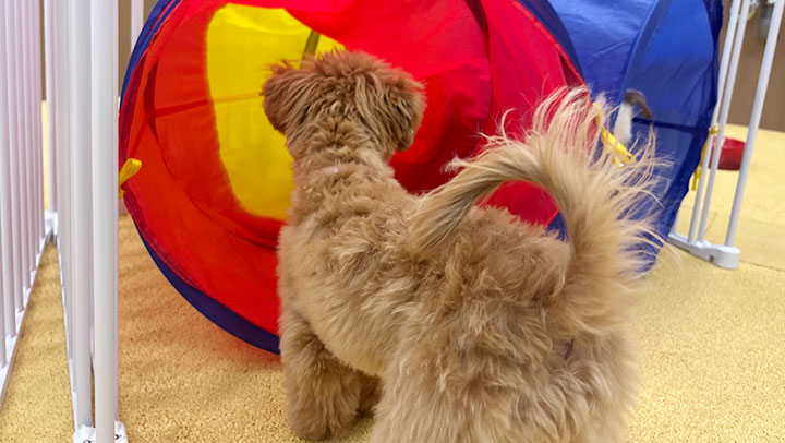 トンネルに興味津々の子犬