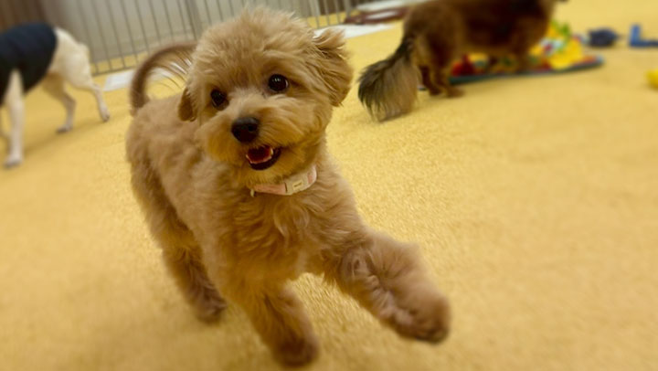 緊張が解けてきた子犬の写真