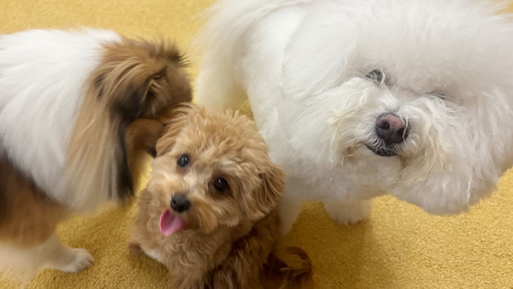 飼い主を見上げる犬の写真