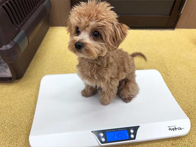 体重測定を行う子犬の写真