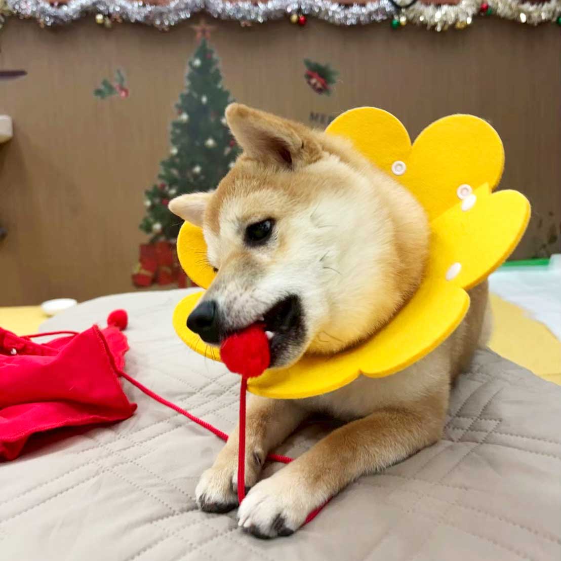 おもちゃで遊ぶ犬