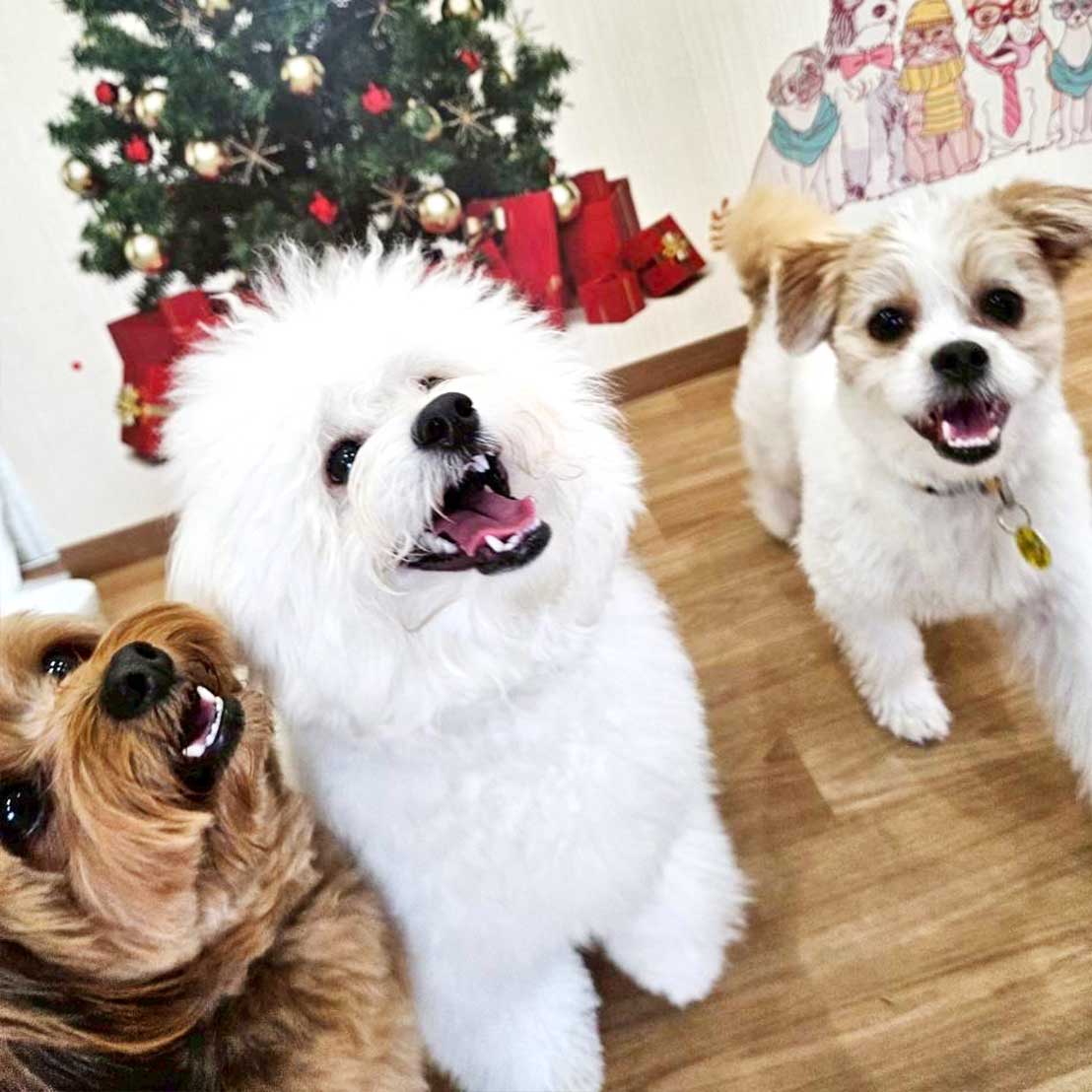 笑顔で並ぶ3匹の犬