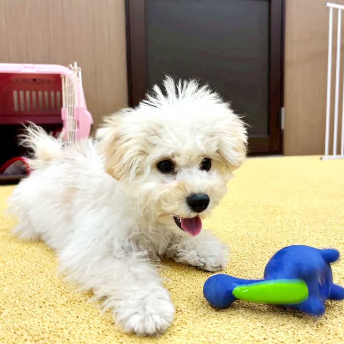 おもちゃで誘う犬