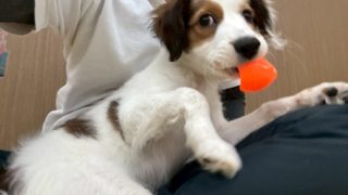 犬の保育園荻窪店2026年3月の様子
