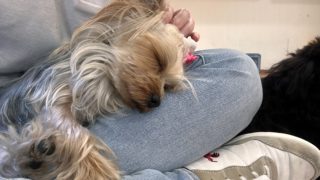 犬の保育園練馬春日町店2026年3月の様子